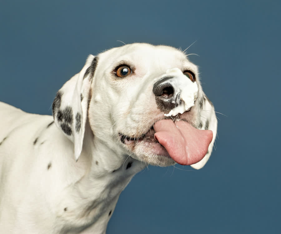 Brinkley with whipped cream on his nose, mid-lick