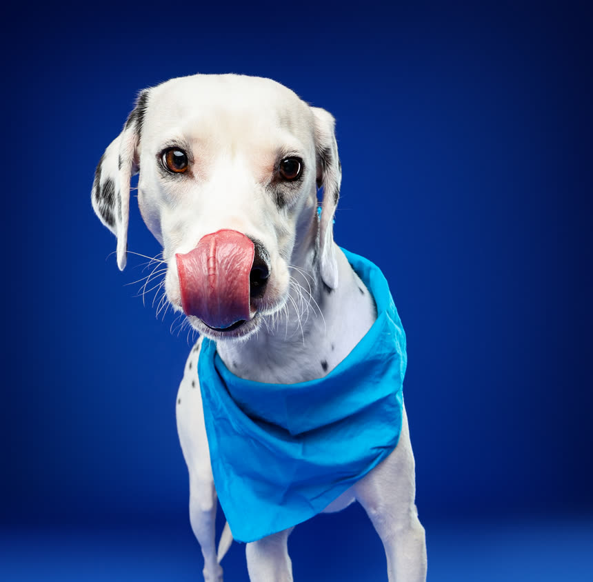 Brinkley, a dalmatian mix in a blue bandana, licking his nose