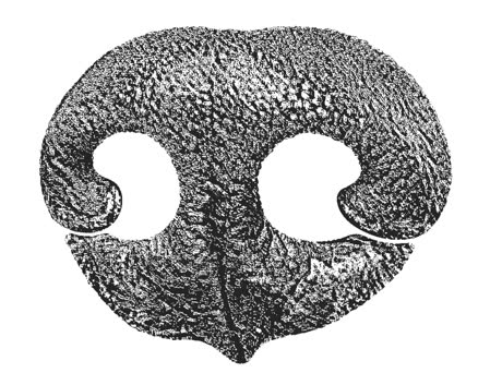 Brinkley's real nose print